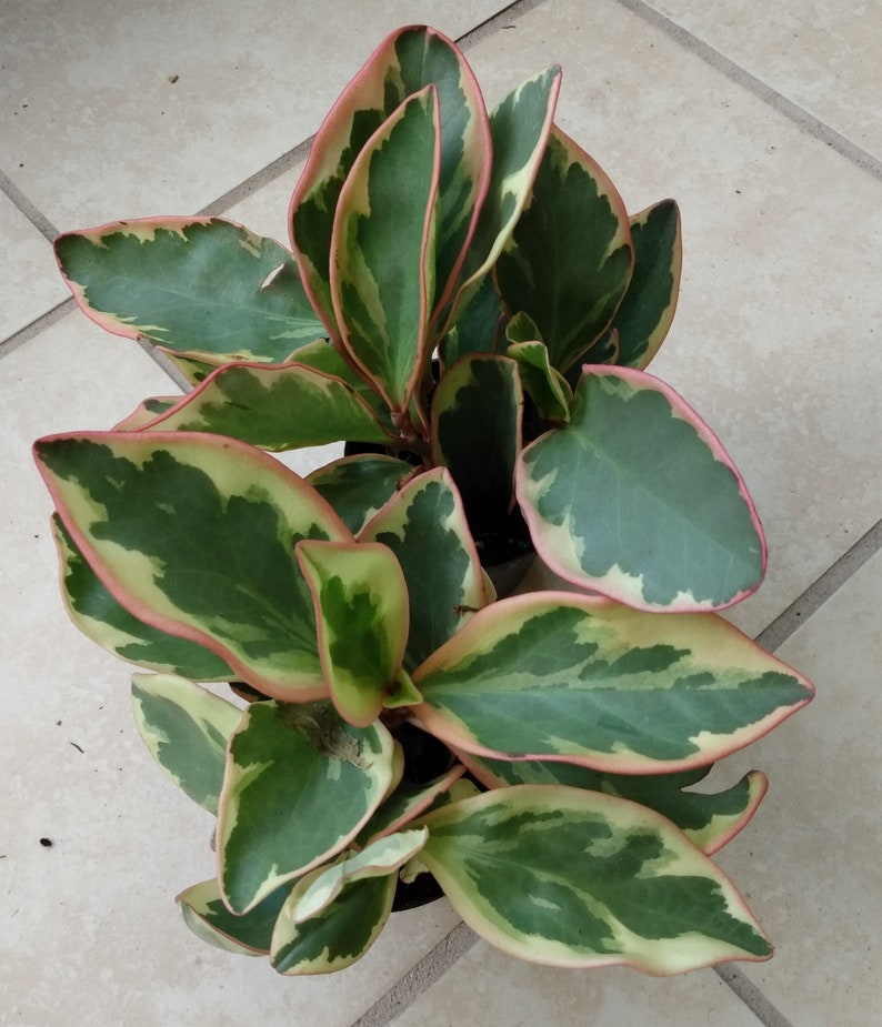 Peperomia Plant - Small Rooted Variegated Red Edge Peperomia clusifolia Jellie - Easy Care Indoor Houseplant