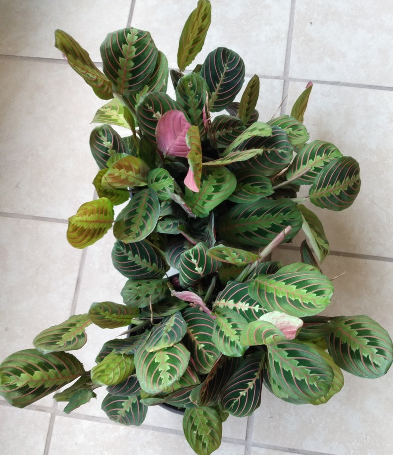 Maranta Leuconeura Red Prayer Plant - Small Rooted Indoor Plant - Easy Care, Vibrant Red Veins, Low-Light Tolerance