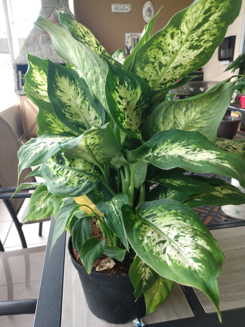 Dieffenbachia Dumb Cane Exotica Houseplant – Small Rooted Plant + Free Cutting – Easy Care Tropical Indoor Plant – Scientific Name Dieffenbachia spp.