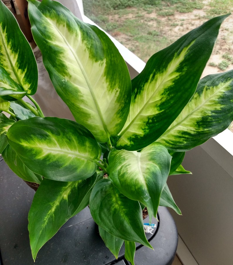 Dieffenbachia Camille Plant - Small Rooted Indoor Houseplant with Free Cutting - Low Maintenance, Bright Light, Dieffenbachia spp.