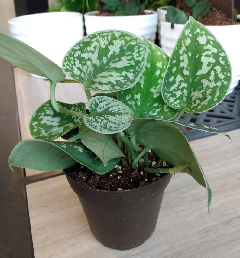 Silver Satin Pothos Cutting, Scindapsus pictus, Indoor Houseplant, Easy Care, Trailing Vining, Free Bonus Cutting