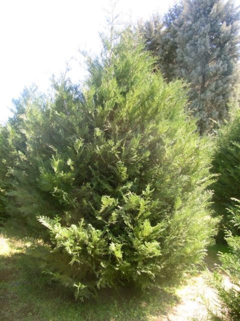 Murray Leyland Cypress Shrubs 3" Containers, Evergreen Hedge Plants, Fast Growing, Cupressocyparis leylandii, Privacy Screen