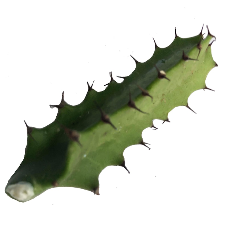 Organic Cathedral Cactus Cutting - Euphorbia trigona - 1-2 Inch Succulent Propagation Plant for Indoor Garden