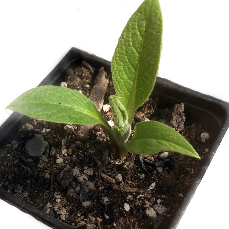 Organic Comfrey Plant 2.5-Inch Pot Symphytum officinale Perennial Herb for Pollinator Gardens & Permaculture