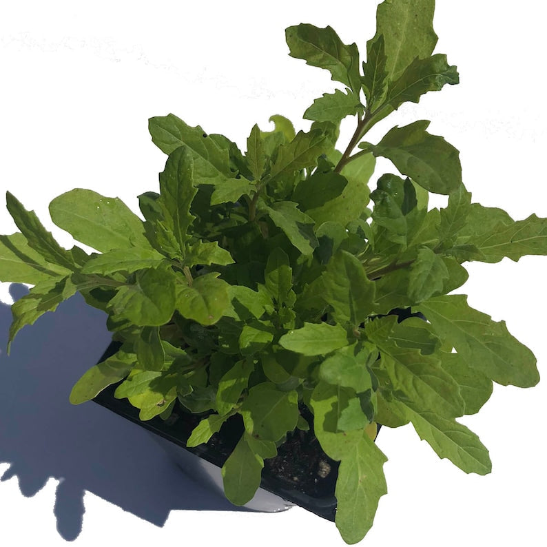 Organic Epazote Plant in 2.5-inch Pot, Dysphania ambrosioides, Culinary Herb for Cooking & Herbal Use