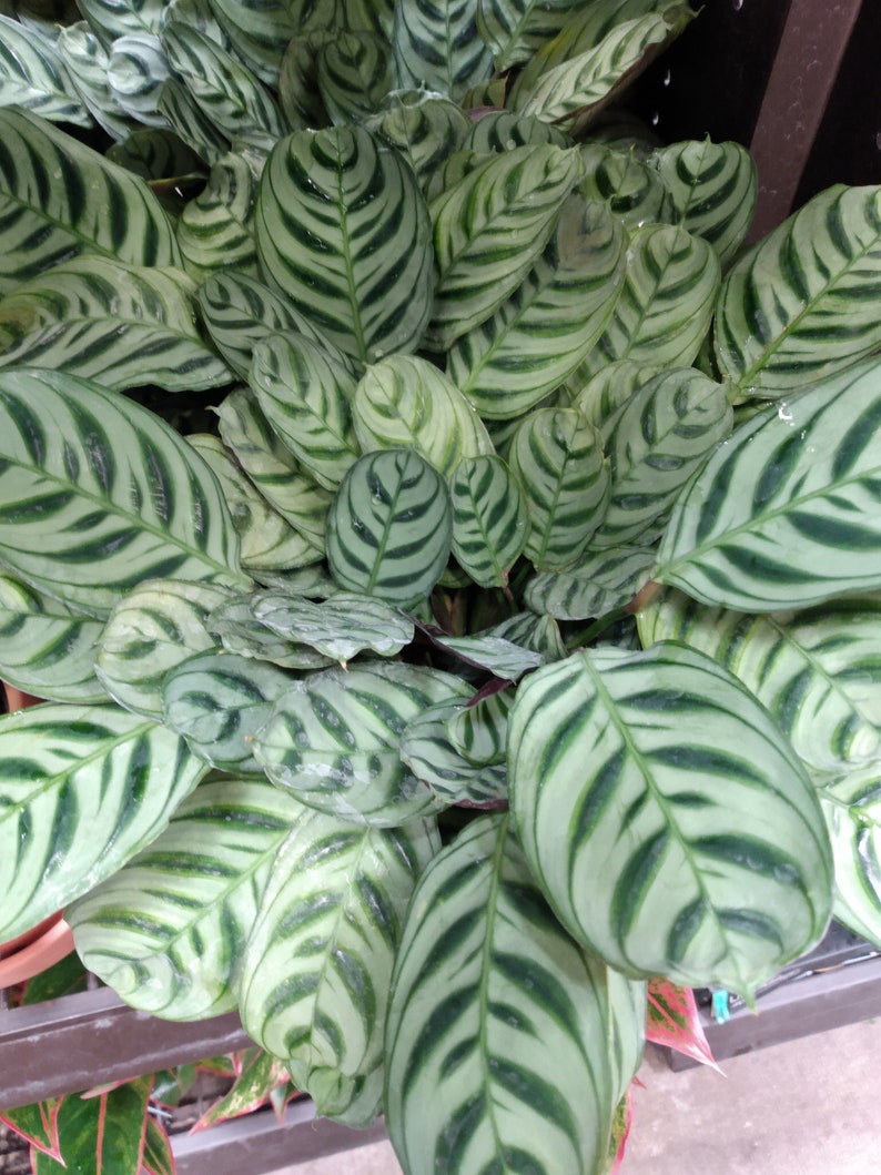 Fishbone Prayer Plant - Small Bareroot Ctenanthe burle-marxii - Easy Care Tropical Houseplant with Unique Leaf Pattern