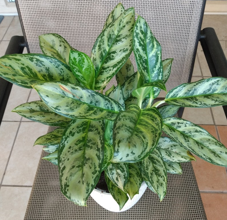 Aglaonema Golden Plant - Small Rooted Indoor Houseplant with Variegated Leaves + Free Cutting - Aglaonema commutatum