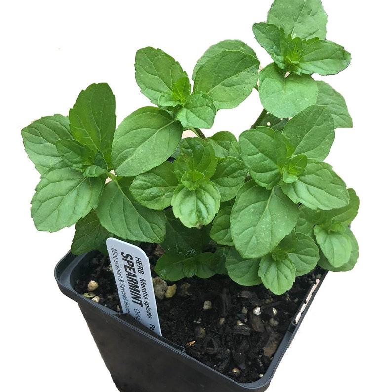 Organic Spearmint Plant in 2.5-Inch Pot | Mentha spicata Culinary Herb for Mojitos & Cooking