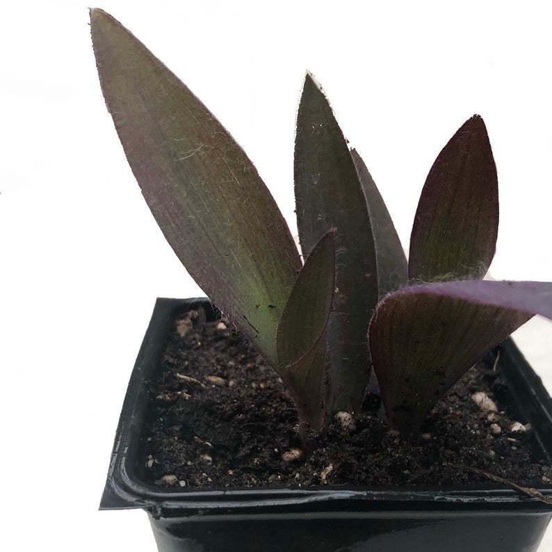 Organic Purple Heart Plant in 2.5-inch Pot | Tradescantia pallida | Easy-Care Indoor & Outdoor Spiderwort