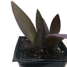 Organic Purple Heart Plant in 2.5-inch Pot | Tradescantia pallida | Easy-Care Indoor & Outdoor Spiderwort