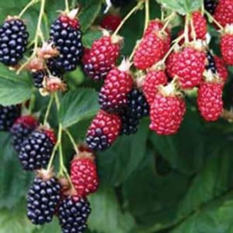 Apache Thornless Blackberry Plant - Live 24-36 Inch Rubus fruticosus with Jumbo Fruit & Thornless Growth