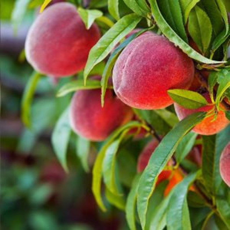Red Haven Peach Tree - 24-36 Inches - Freestone, Almost Fuzzless, Sweet Flavor - Prunus persica, Disease Resistant, Self-Fertile