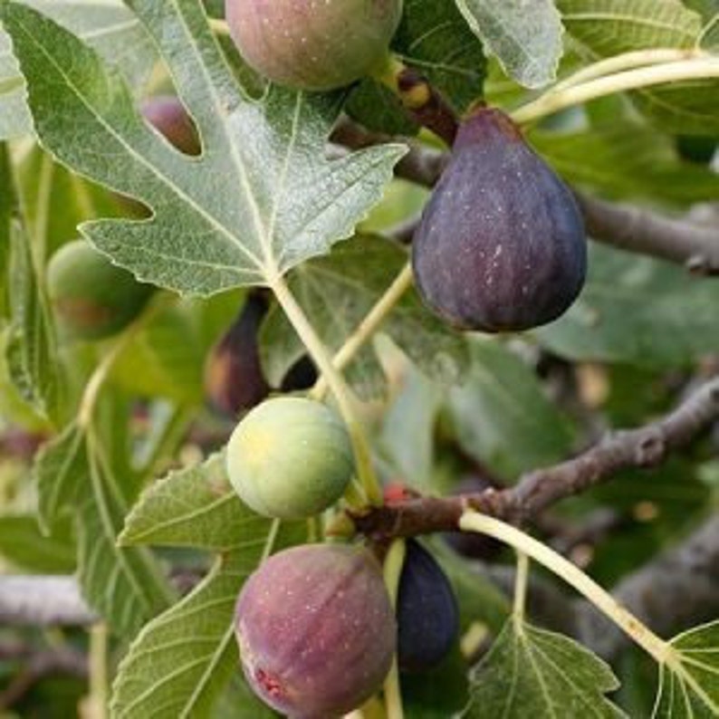 Celeste Fig Tree - 24-36 Inch Cold Hardy Sugar Fig Ficus carica - Sweet Flavor, Gulf Coast Favorite, Late Ripening