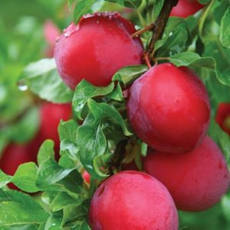 Bruce Plum Tree Live Plant – 24-36 Inches, Early Season Large Red Fruits, Prunus salicina