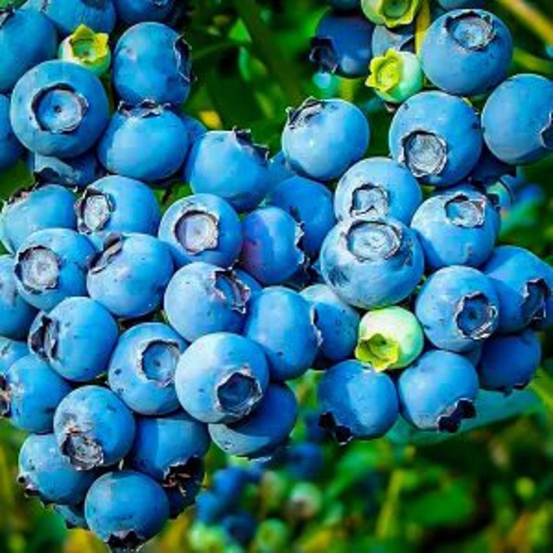 Powder Blue Blueberry Plant - Live Shrub 24-36 Inches - Vaccinium corymbosum - Sweet Tart Berries, Zone 6-9