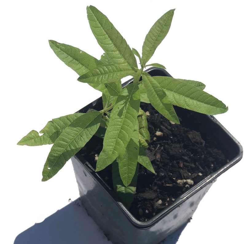 Organic Lemon Verbena Plant in 2.5-Inch Pot | Aloysia citrodora | Live Herb for Culinary & Aromatherapy