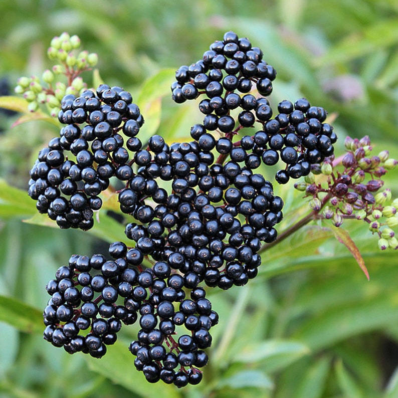 Elderberry Tree Young Plant 24-36" Sambucus nigra Large Berries Pollinator Required Zones 4-8