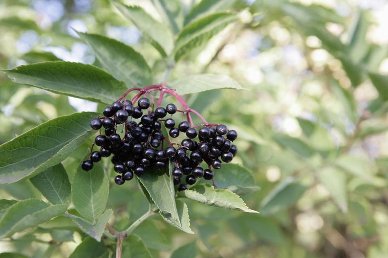 Adam's Elderberry Tree 24-36" | Purple Fruit | Sambucus nigra | Edible Berries, Pollinator-Ready, Garden Shrub