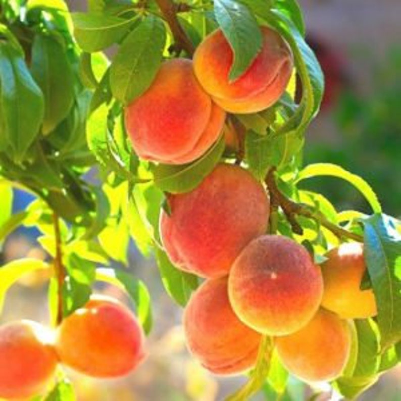 Peach Tree - Self-Fertile Belle of Georgia Variety - Prunus persica - Large, Juicy, Bacterial Spot Resistant, Zones 5-8