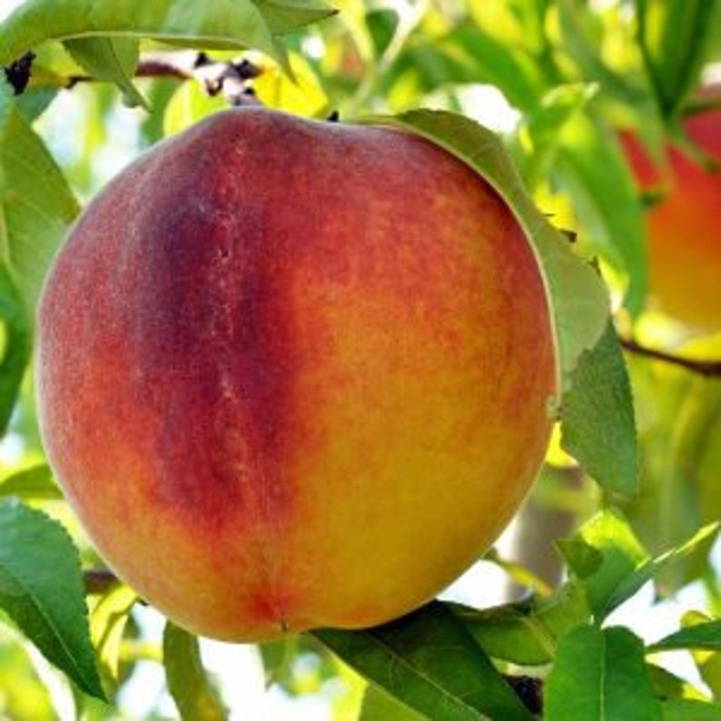 Flordaking Peach Tree - Early Season Yellow Peach - Prunus persica - 24-36 Inch Live Tree for Garden & Landscape