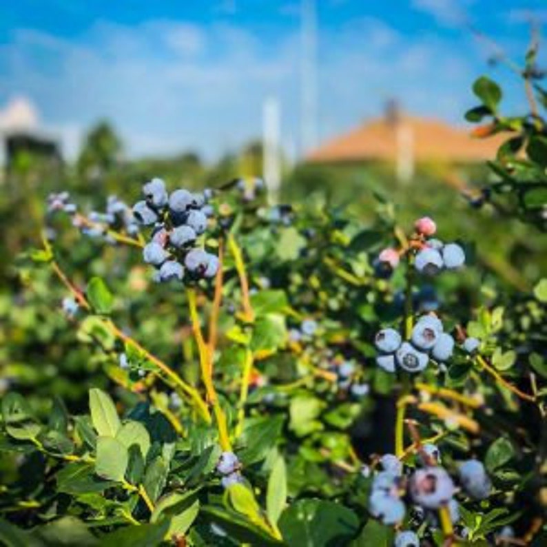 Blueberry Bush Live Plant 24-36" Vaccinium corymbosum 'Premier' Early Season Large Light Blue Berries