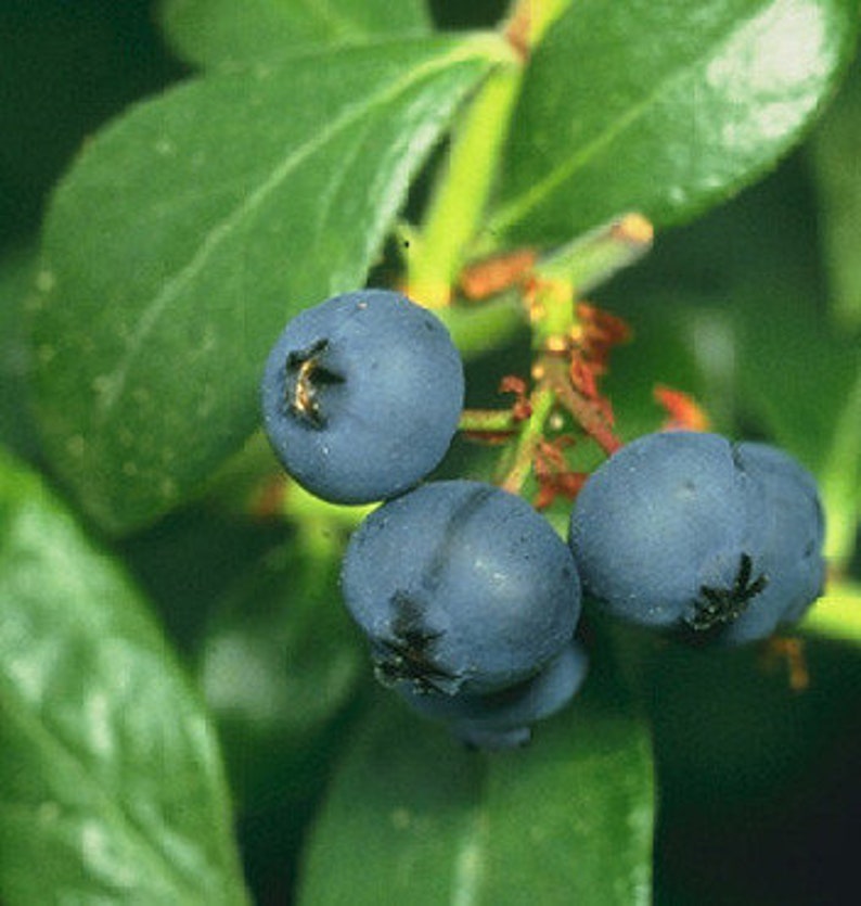 Prince Blueberry Bush - Live Plant, 24-36 Inches, Early Maturing Vaccinium sp., Sweet Blueberries, Zones 6-9