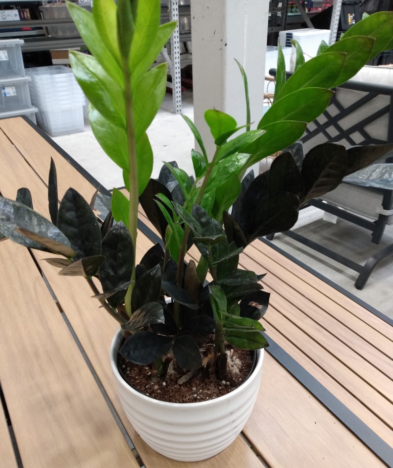 Black Raven ZZ Plant - Small Rooted Indoor Greenery with Free Cutting - Zamioculcas zamiifolia