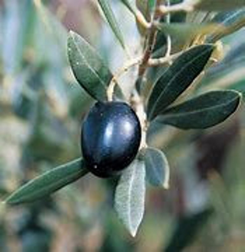 Arbequina Olive Tree - 24 Inch Tall, Low-Maintenance Olea europaea 'Arbequina' for Garden & Patio