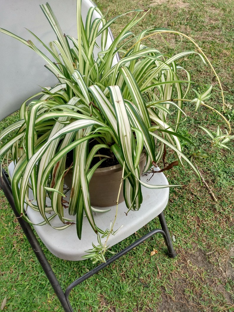 Small Spider Vittatum Plant with Free Cutting - Chlorophytum comosum Indoor Houseplant, Easy Care, Variegated Foliage