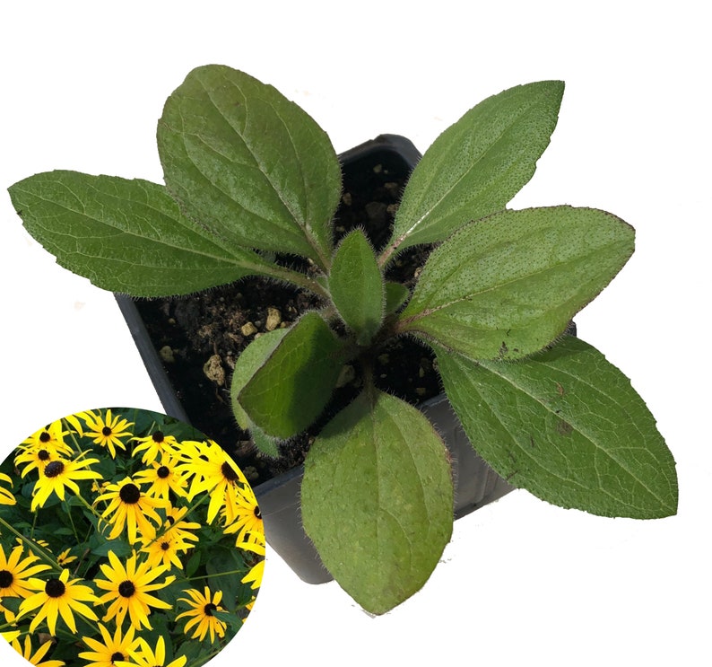 Organic Black-eyed Susan Plant in 2.5-inch Pot - Rudbeckia hirta, Native Pollinator Flower, Deer Resistant, Hardy Perennial