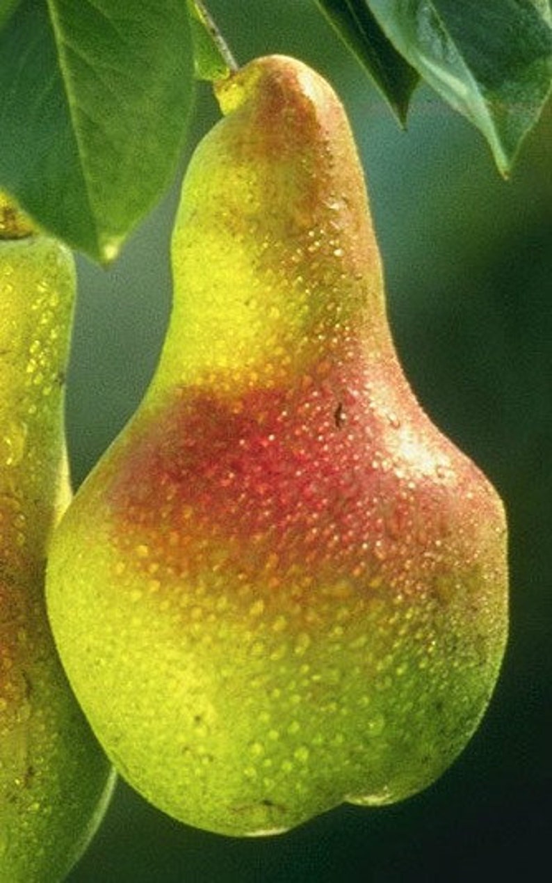 European Pear Tree - 2-3 Ft Bare Root Pyrus communis, Sweet Juicy Fruit, Ornamental & Edible Garden Tree for Zones 3-10