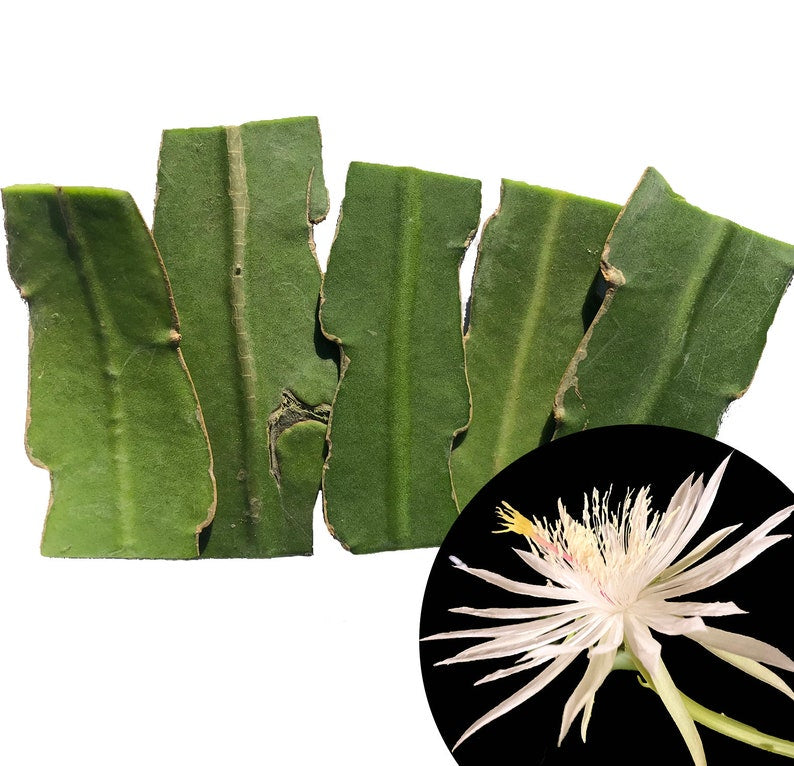 Organic Queen of the Night Cuttings - Epiphyllum oxypetalum - 5 Pieces, 2-3 Inches, Fragrant Night-Blooming Cactus, Indoor Garden Plant
