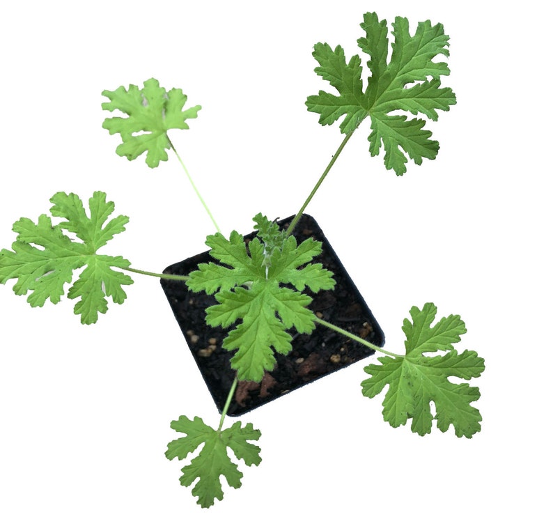 Organic Rose Scented Geranium Plant in 2.5-Inch Pot Pelargonium graveolens Hort. for Indoor & Outdoor Gardening
