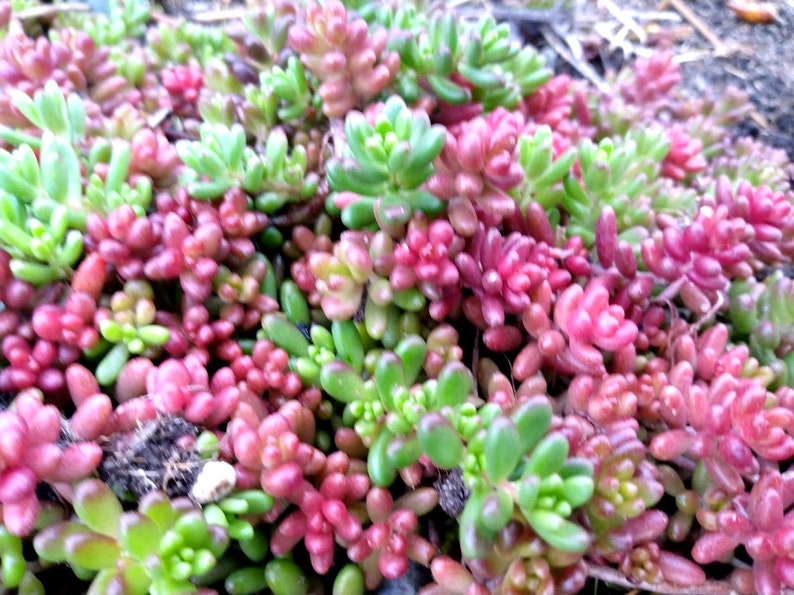 Pork and Beans Succulent Starter Plants - 5 Sedum Rubrotinctum Groundcover Perennials for Garden or Indoor Use