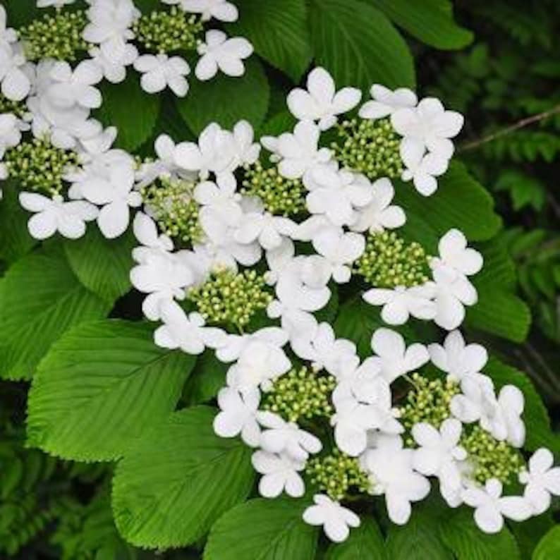 Japanese Snowball Plant in 3" Container, Viburnum Plicatum, White Blooms, Hardy Shrub for Zones 5-8