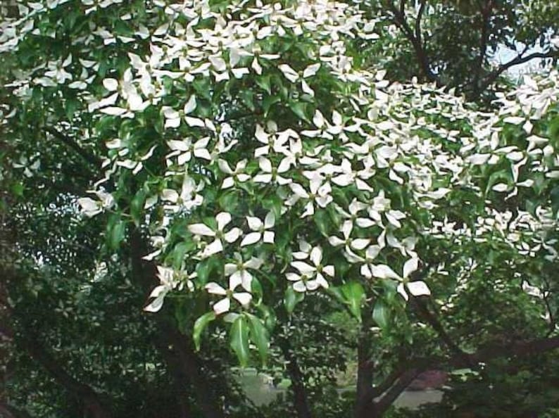 Kousa Dogwood Plants 4" Container, 2 Pack, Cornus kousa, Garden Trees for Zones 5-8, Full Sun to Partial Shade
