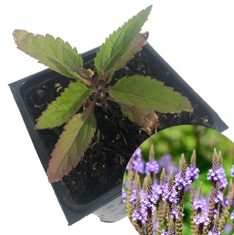 Organic Blue Vervain Plant in 2.5-Inch Pot | Verbena hastata | Live Herb for Garden or Home