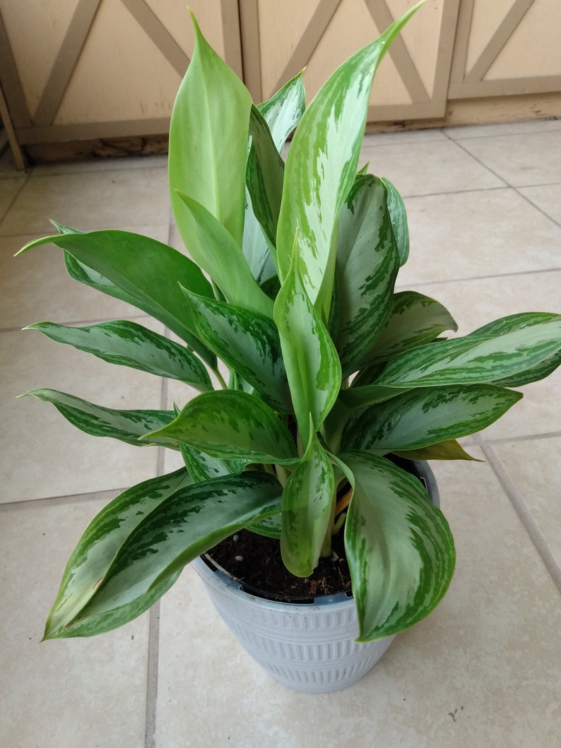 Aglaonema Silver Bay Plant - Small Rooted Indoor Foliage with Free Cutting - Low Maintenance Houseplant - Aglaonema commutatum