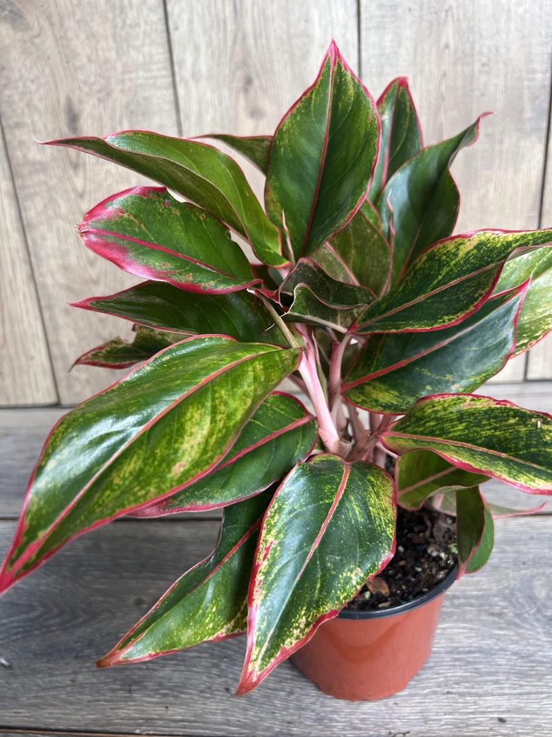 Aglaonema Siam Aurora Indoor Houseplant 6" Pot Low Light Tolerant Easy Care Aglaonema commutatum