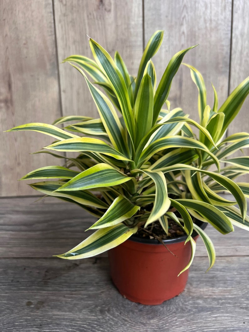 Dracaena reflexa Song of India Indoor Houseplant, 6" Pot, Green & Yellow Foliage, Easy Care Tropical Plant