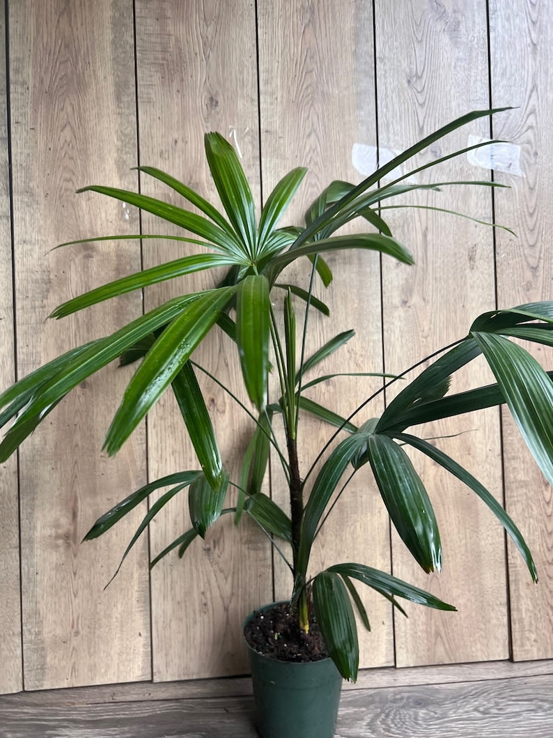 Rhapis Palm 6" Pot, Lady Palm, Air-Purifying Indoor/Outdoor Tropical Houseplant, Rhapis excelsa, Non-Toxic to Pets