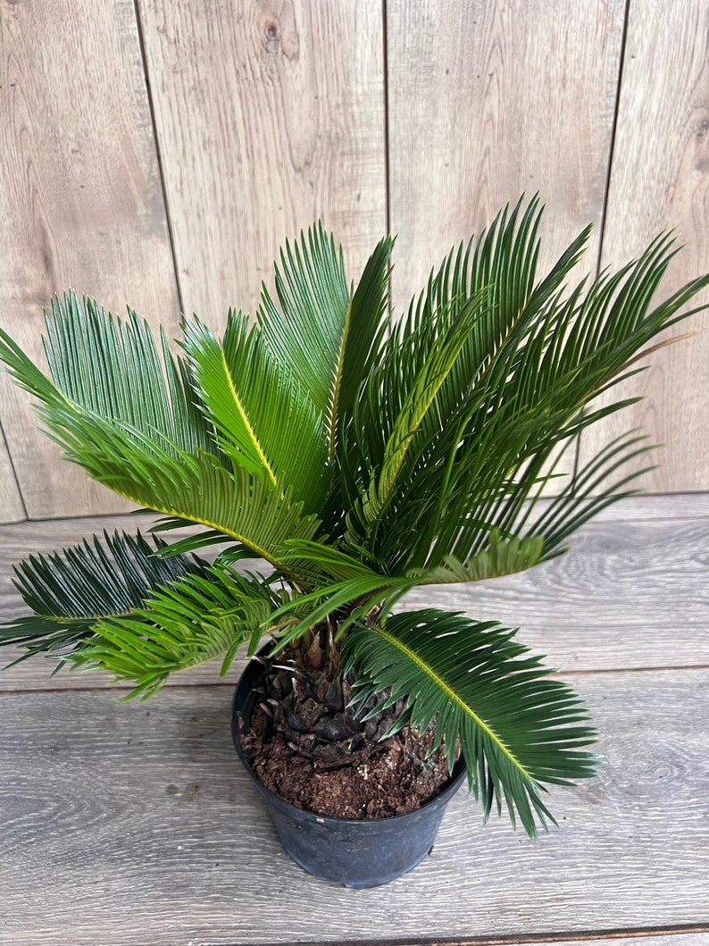 King Sago Palm 6-Inch Pot | Cycas revoluta | Ornamental Indoor Outdoor Drought Tolerant Exotic Plant