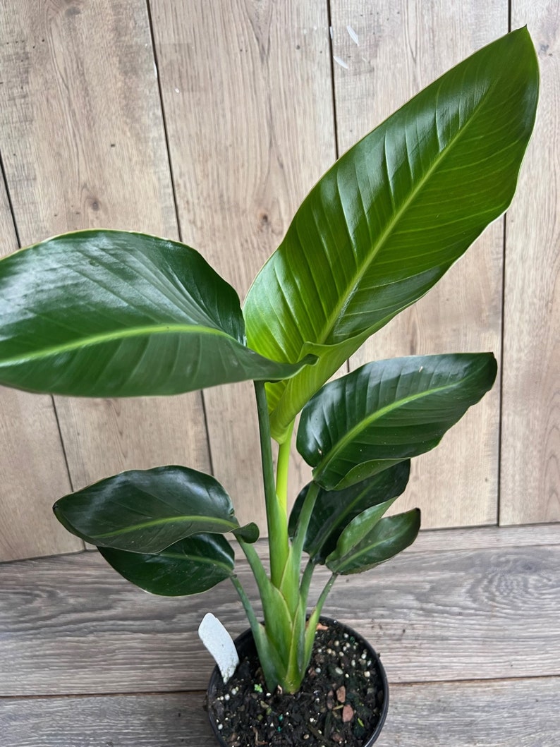 White Bird of Paradise Plant in 6" Pot, Strelitzia nicolai, Tropical Indoor Ornamental with Glossy Leaves