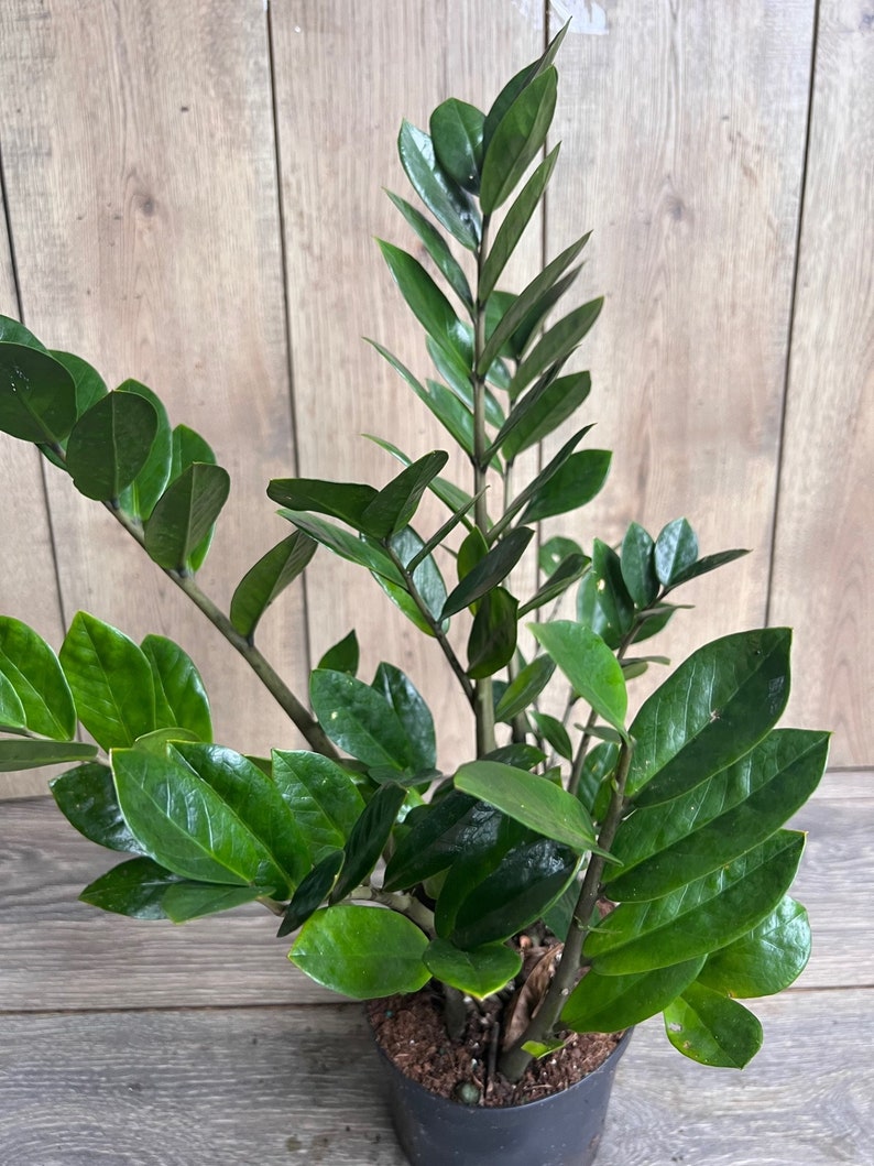 ZZ Plant in 6" Pot, Zamioculcas Zamiifolia, Low Light Drought Tolerant Houseplant, Easy Care Indoor Plant