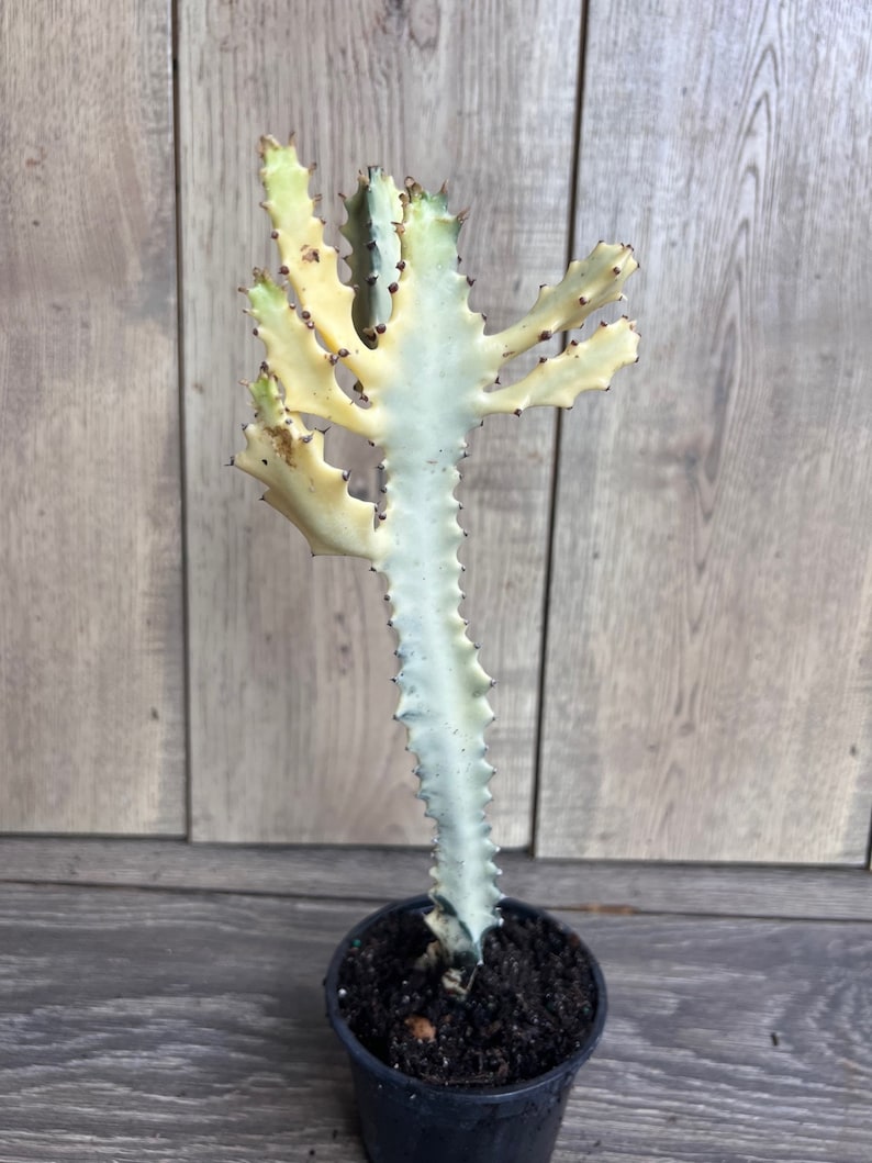 Ghost Cactus Plant 4" White Variegated Euphorbia Lactea Rare Candelabra Succulent Indoor Outdoor