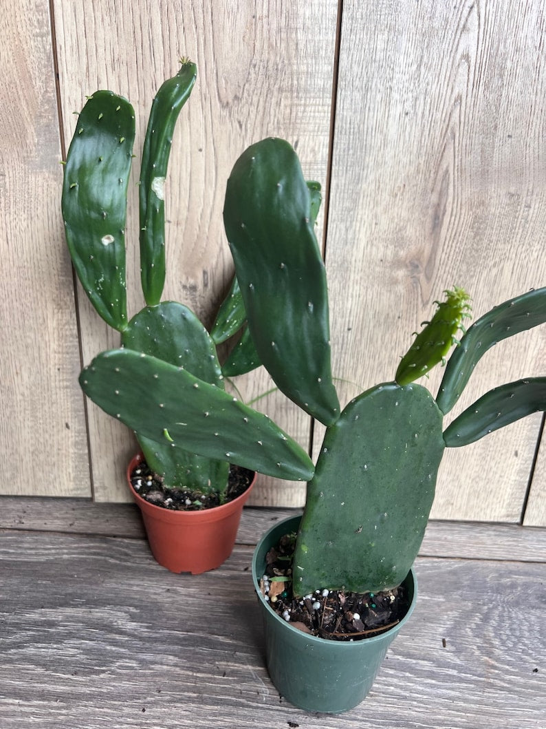 Prickly Pear Cactus in 4" Pot | Opuntia Edible Plant | Paddle Cactus for Indoor & Outdoor | Low Maintenance Succulent