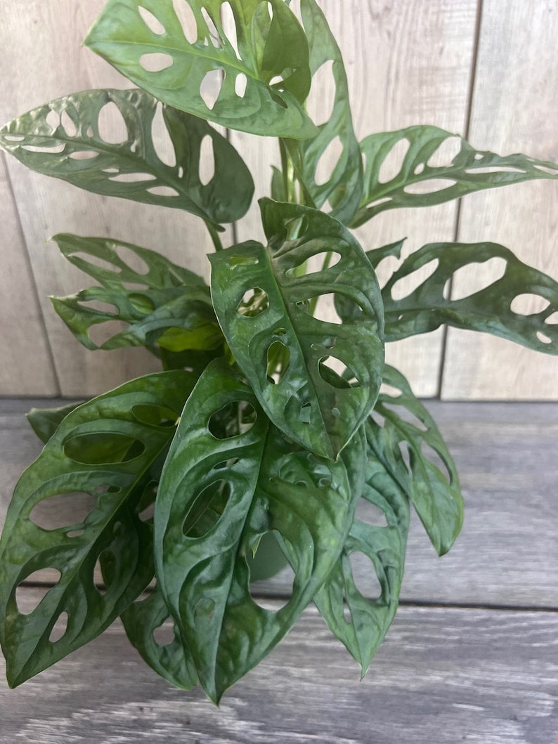 Monstera Adansonii Plant in 4" Pot - Swiss Cheese Vine Indoor Tropical Houseplant - Easy Care Low Light