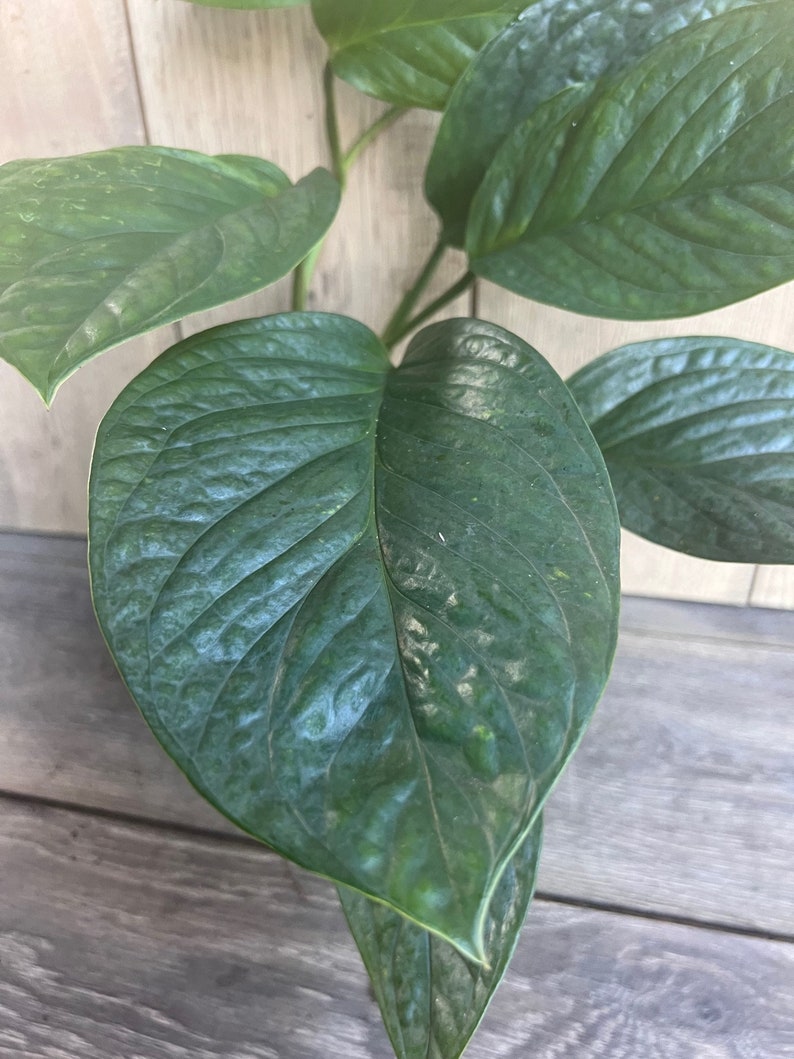 Monstera Pinnatipartita Plant in 6" Pot – Tropical Climbing Aroid for Indoor & Outdoor Growth