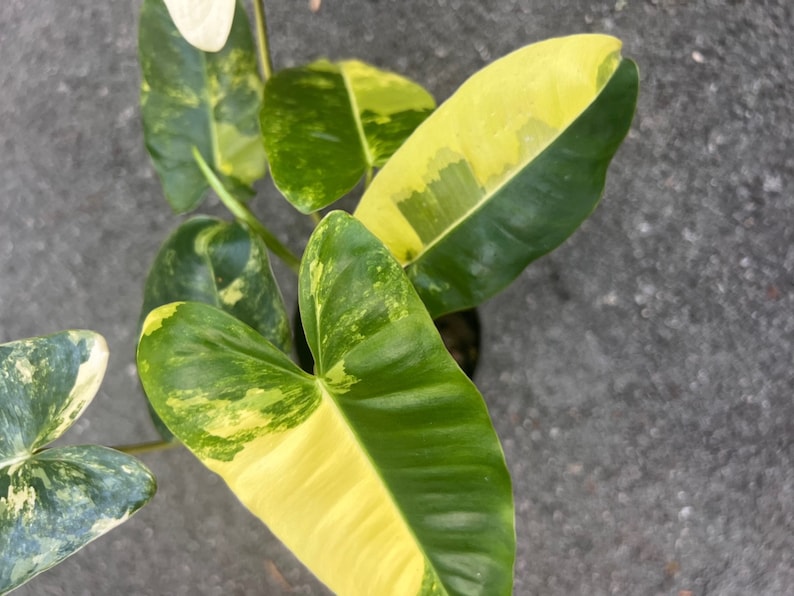 Variegated Philodendron 'Burle Marx' Indoor Plant in 4" Pot – Low Maintenance Houseplant for Home Decor