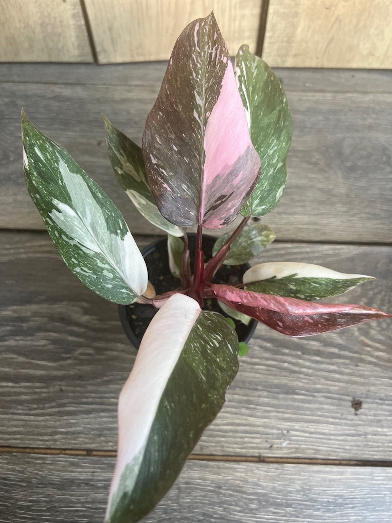 Philodendron Pink Princess Marble 4" Pot – High Variegation, Pink and Green Foliage, Indoor Houseplant, Philodendron erubescens